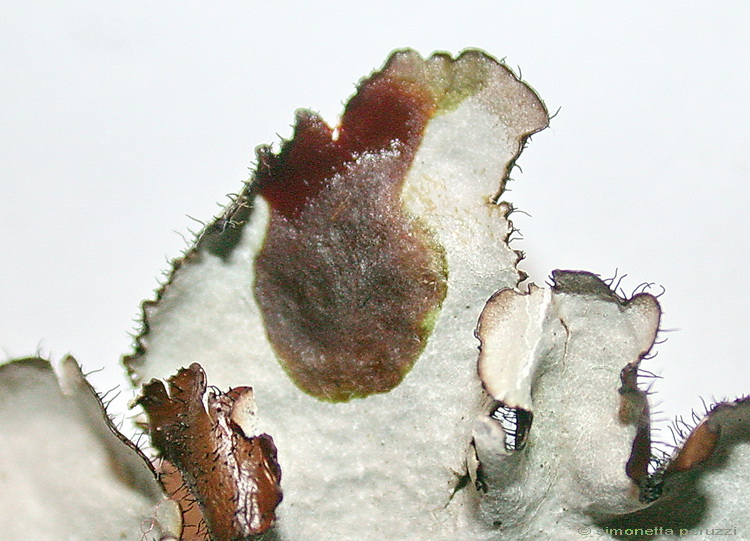 Se fosse una Parmelia crinita?